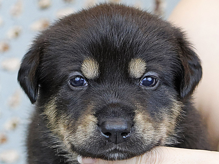 chinook puppy